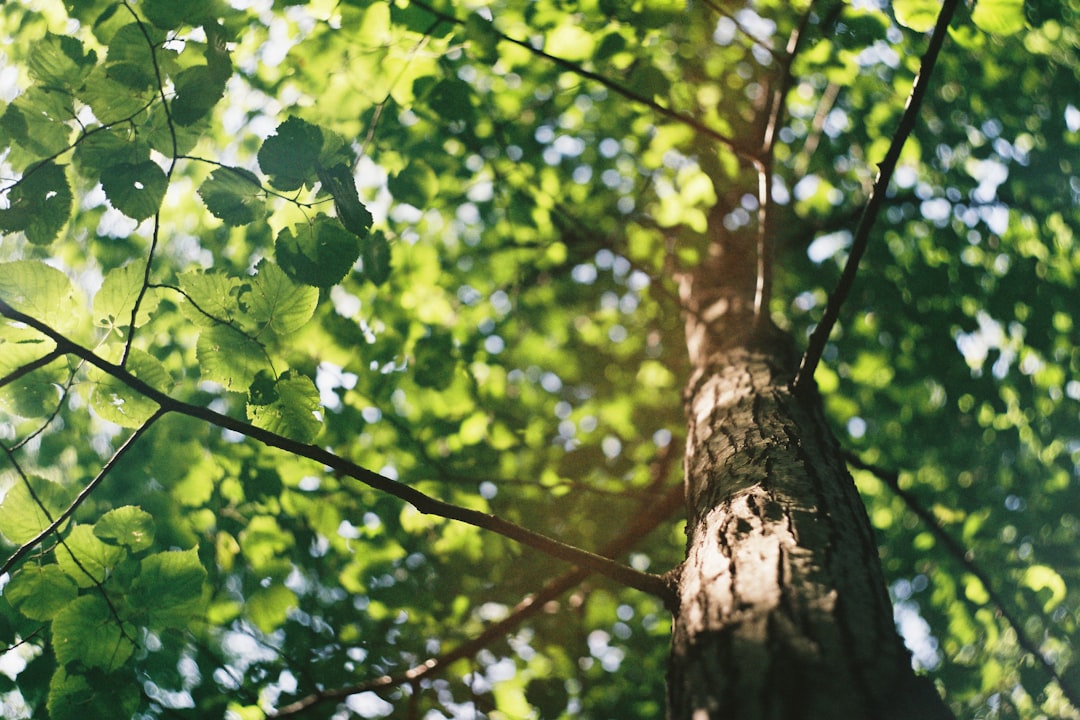 The Power of the Green Envelope: Boosting Your Mail’s Impact