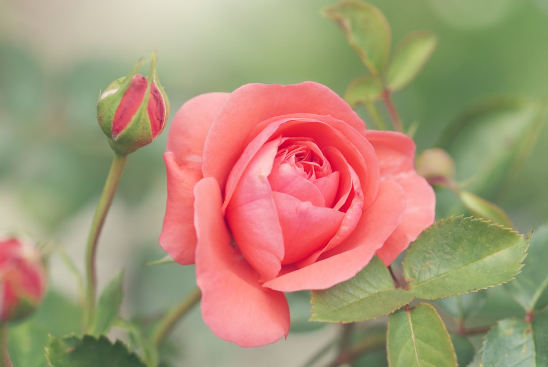 Photo Image: Teddy bear Nouns: Rose, bear